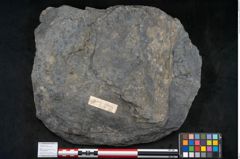 Foto (Objekt + Etikett) von Syringodendron cyclostigma Brongniart (NHMW-GEO-2024-0188-11244)